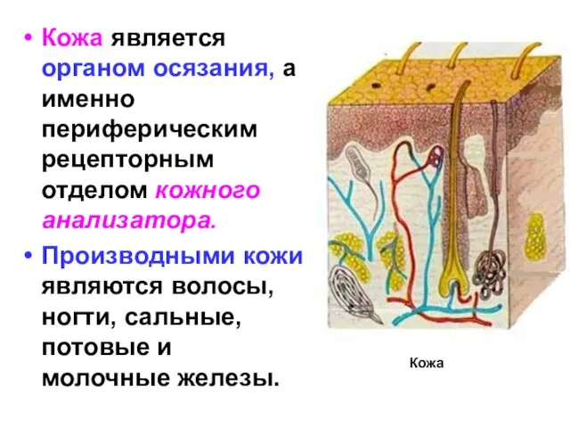 Кожа является органом осязания, а именно периферическим рецепторным отделом кожного анализатора.