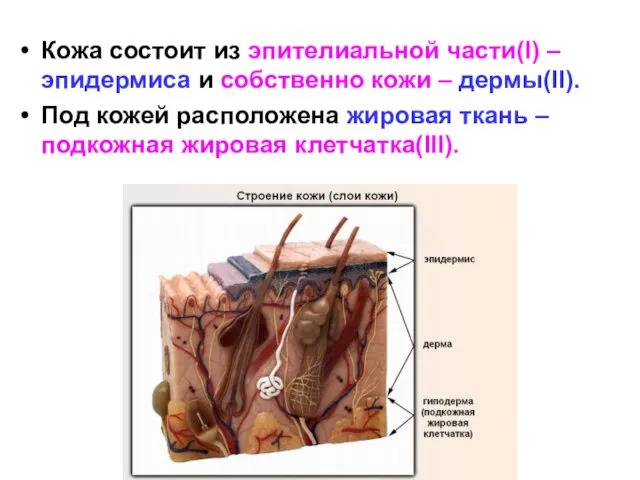 Кожа состоит из эпителиальной части(I) – эпидермиса и собственно кожи –