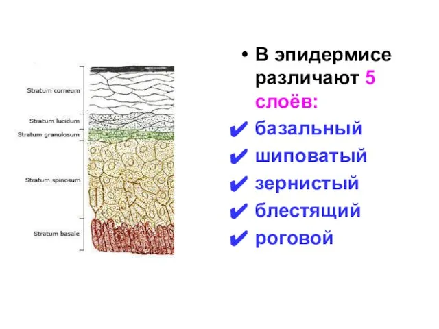 В эпидермисе различают 5 слоёв: базальный шиповатый зернистый блестящий роговой