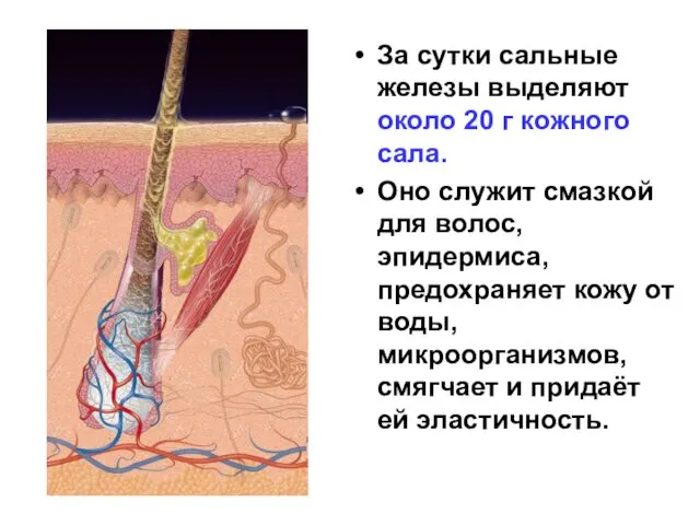 За сутки сальные железы выделяют около 20 г кожного сала. Оно