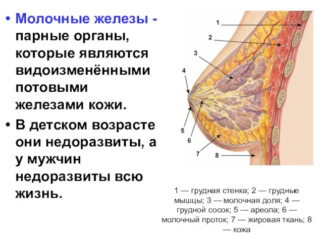 1 — грудная стенка; 2 — грудные мышцы; 3 — молочная