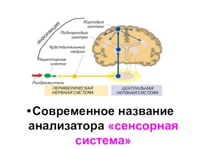 Современное название анализатора «сенсорная система»