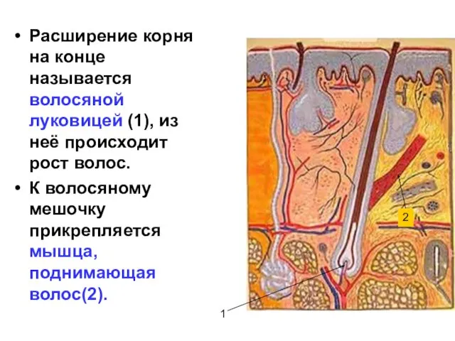 Расширение корня на конце называется волосяной луковицей (1), из неё происходит