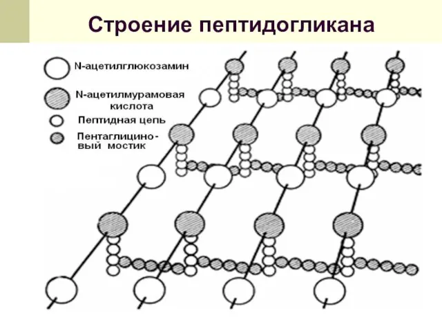 Строение пептидогликана