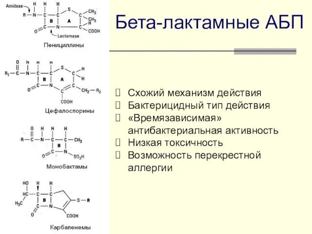 Бета-лактамные АБП Схожий механизм действия Бактерицидный тип действия «Времязависимая» антибактериальная активность Низкая токсичность Возможность перекрестной аллергии