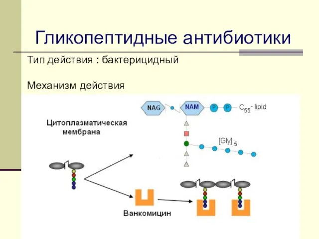 Гликопептидные антибиотики Тип действия : бактерицидный Механизм действия