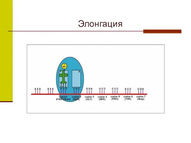 Элонгация