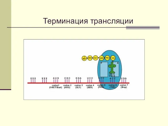 Терминация трансляции