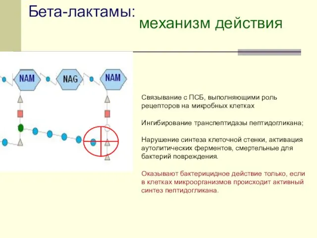 Бета-лактамы: механизм действия Связывание с ПСБ, выполняющими роль рецепторов на микробных