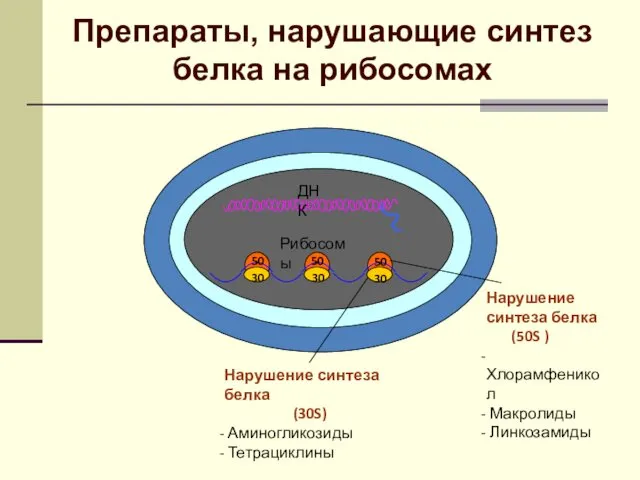 Препараты, нарушающие синтез белка на рибосомах Нарушение синтеза белка (30S) Аминогликозиды