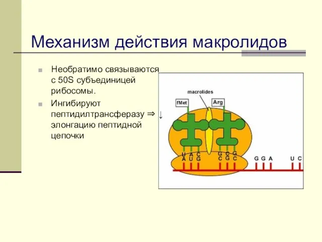 Механизм действия макролидов Необратимо связываются с 50S субъединицей рибосомы. Ингибируют пептидилтрансферазу ⇒ ↓ элонгацию пептидной цепочки