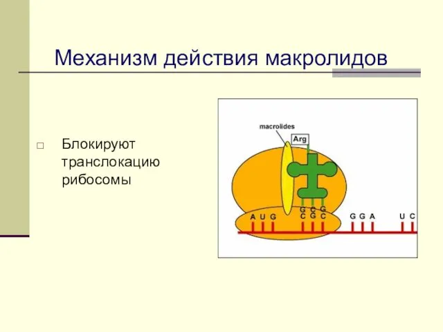 Механизм действия макролидов Блокируют транслокацию рибосомы