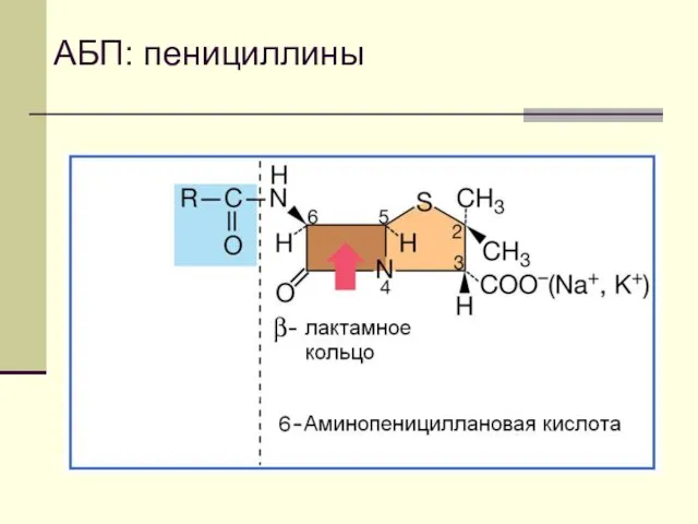 АБП: пенициллины