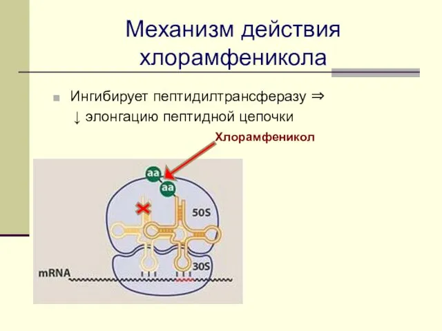 Механизм действия хлорамфеникола Ингибирует пептидилтрансферазу ⇒ ↓ элонгацию пептидной цепочки Хлорамфеникол