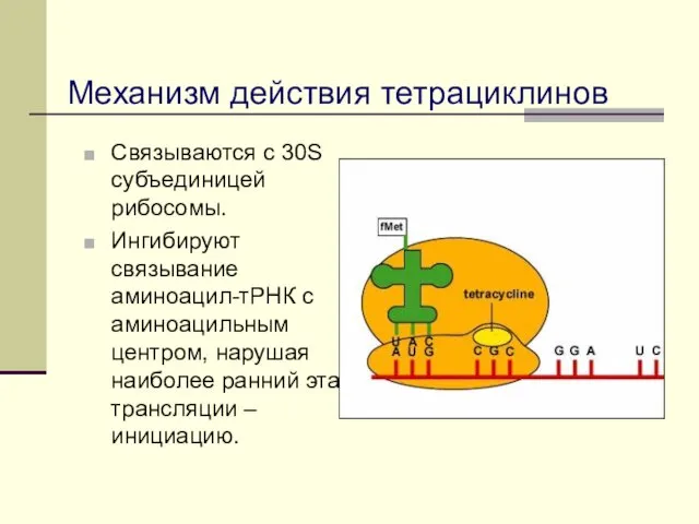 Механизм действия тетрациклинов Связываются с 30S субъединицей рибосомы. Ингибируют связывание аминоацил-тРНК