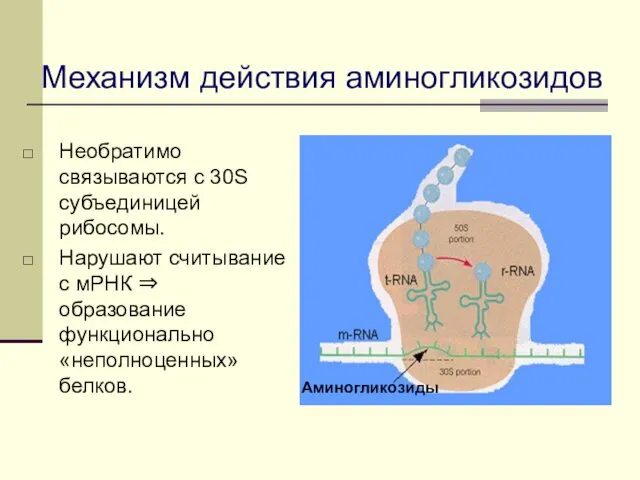 Аминогликозиды Механизм действия аминогликозидов Необратимо связываются с 30S субъединицей рибосомы. Нарушают