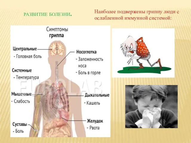 Наиболее подвержены гриппу люди с ослабленной иммунной системой: РАЗВИТИЕ БОЛЕЗНИ.