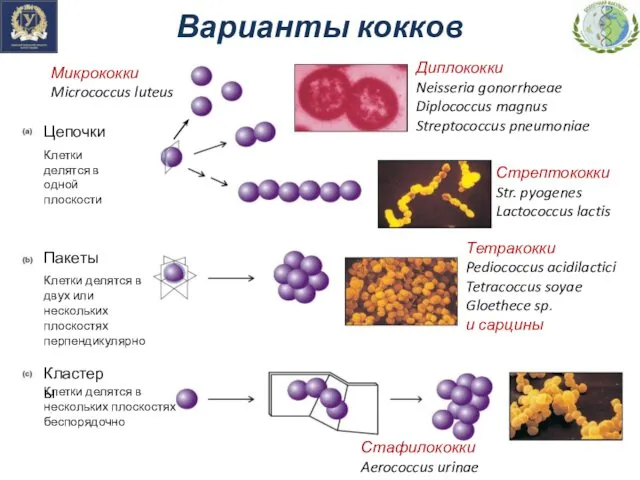 Варианты кокков ̶ ̶ Цепочки Пакеты Кластеры Клетки делятся в одной