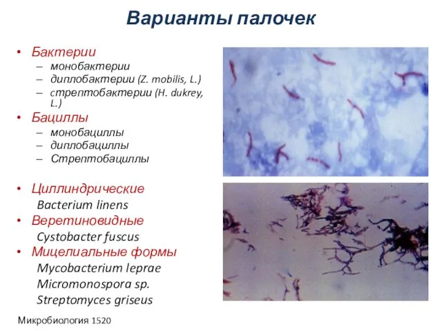 Варианты палочек Микробиология 1520 Бактерии монобактерии диплобактерии (Z. mobilis, L.) cтрептобактерии