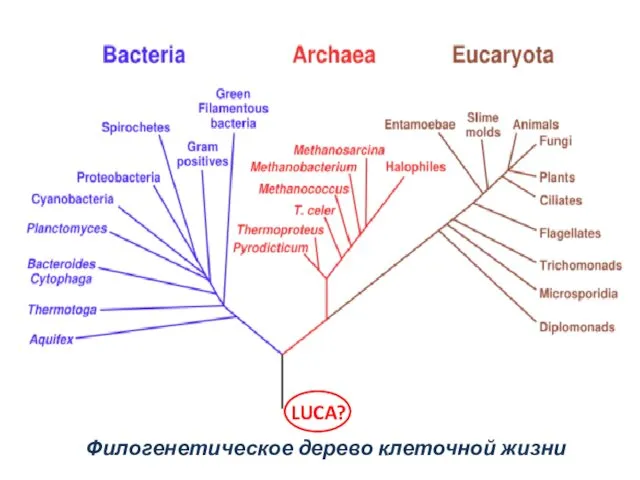 Филогенетическое дерево клеточной жизни LUCA?