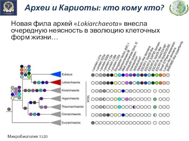 Археи и Кариоты: кто кому кто? Новая фила архей «Lokiarchaeota» внесла