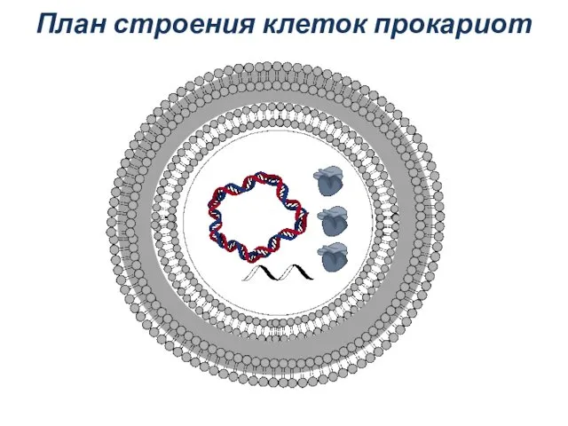 План строения клеток прокариот