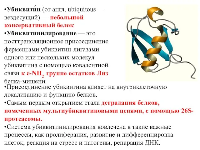 •Убиквити́н (от англ. ubiquitous — вездесущий) — небольшой консервативный белок •Убиквитинилирование