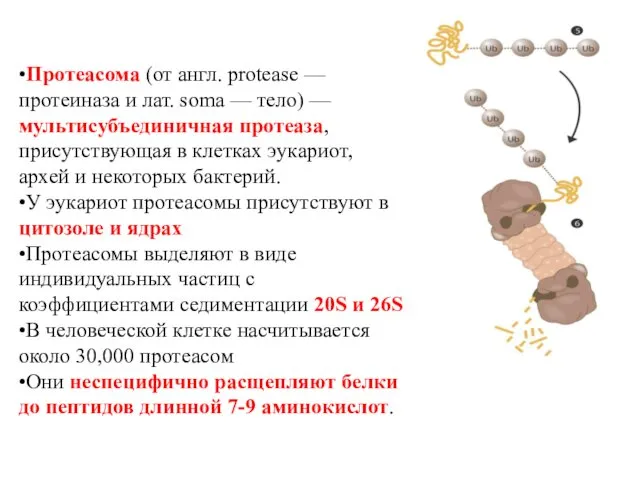 •Протеасома (от англ. protease — протеиназа и лат. soma — тело)