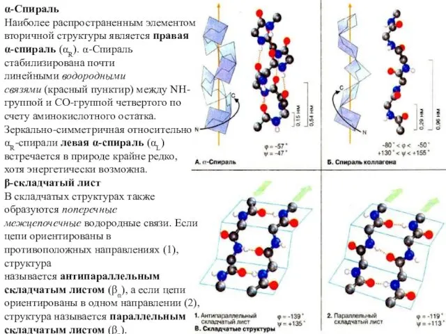 α-Спираль Наиболее распространенным элементом вторичной структуры является правая α-спираль (αR). α-Спираль