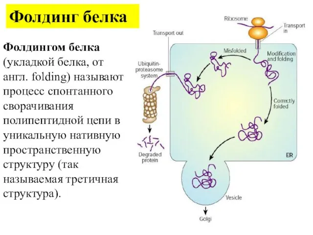 Фолдингом белка (укладкой белка, от англ. folding) называют процесс спонтанного сворачивания