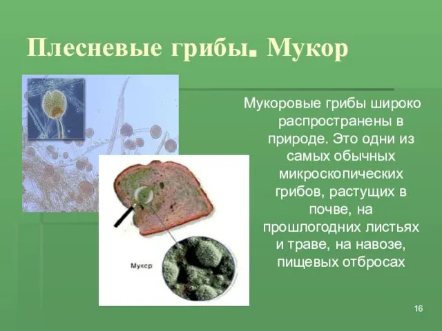 Плесневые грибы. Мукор Мукоровые грибы широко распространены в природе. Это одни