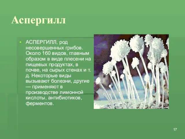 Аспергилл АСПЕРГИЛЛ, род несовершенных грибов. Около 160 видов, главным образом в