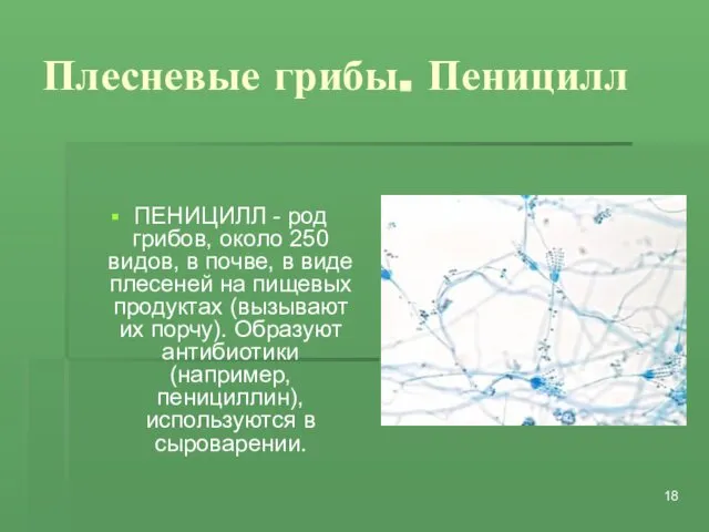 Плесневые грибы. Пеницилл ПЕНИЦИЛЛ - род грибов, около 250 видов, в