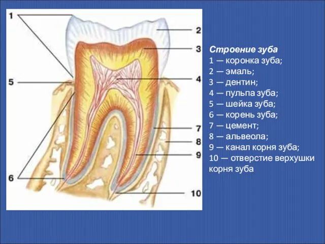 Строение зуба 1 — коронка зуба; 2 — эмаль; 3 —