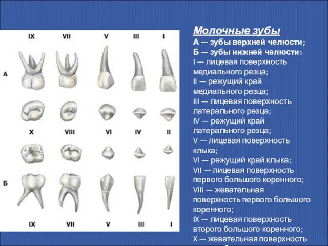 Молочные зубы А — зубы верхней челюсти; Б — зубы нижней
