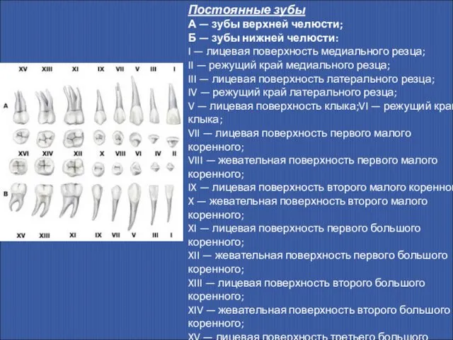 Постоянные зубы А — зубы верхней челюсти; Б — зубы нижней