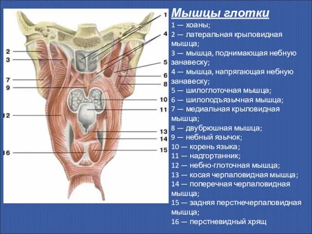 Мышцы глотки 1 — хоаны; 2 — латеральная крыловидная мышца; 3