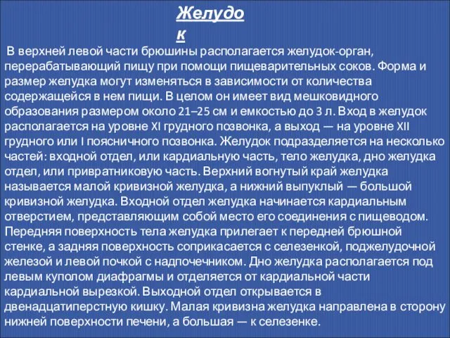 В верхней левой части брюшины располагается желудок-орган, перерабатывающий пищу при помощи