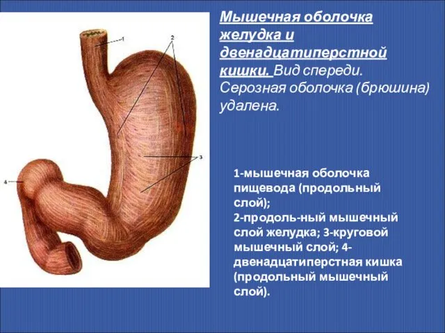 Мышечная оболочка желудка и двенадцатиперстной кишки. Вид спереди. Серозная оболочка (брюшина)