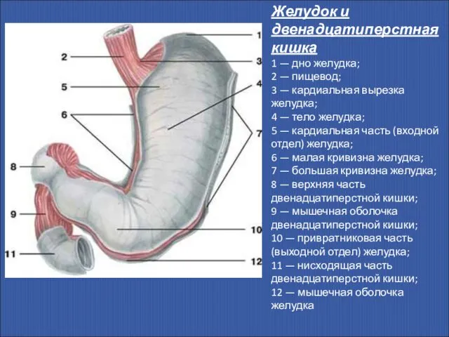 Желудок и двенадцатиперстная кишка 1 — дно желудка; 2 — пищевод;