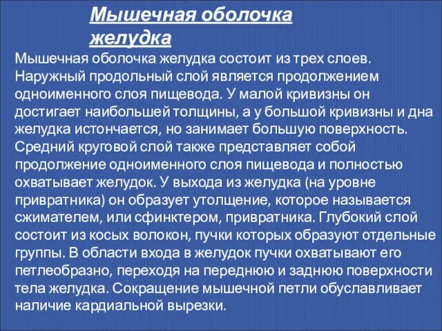 Мышечная оболочка желудка состоит из трех слоев. Наружный продольный слой является