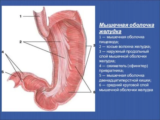 Мышечная оболочка желудка 1 — мышечная оболочка пищевода; 2 — косые