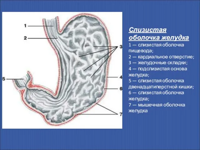 Слизистая оболочка желудка 1 — слизистая оболочка пищевода; 2 — кардиальное