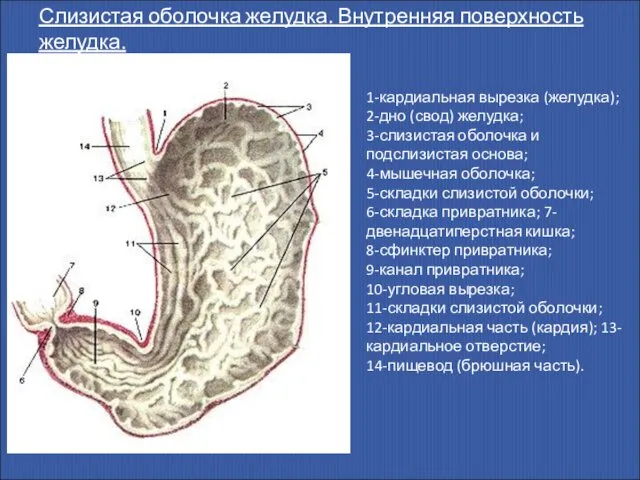 Слизистая оболочка желудка. Внутренняя поверхность желудка. 1-кардиальная вырезка (желудка); 2-дно (свод)