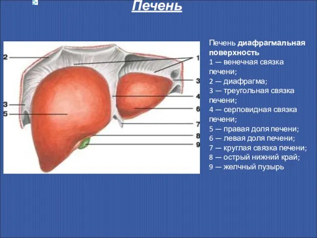 Печень Печень диафрагмальная поверхность 1 — венечная связка печени; 2 —