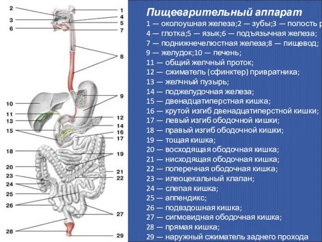 Пищеварительный аппарат 1 — околоушная железа;2 — зубы;3 — полость рта;