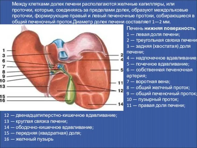 Между клетками долек печени располагаются желчные капилляры, или проточки, которые, соединяясь