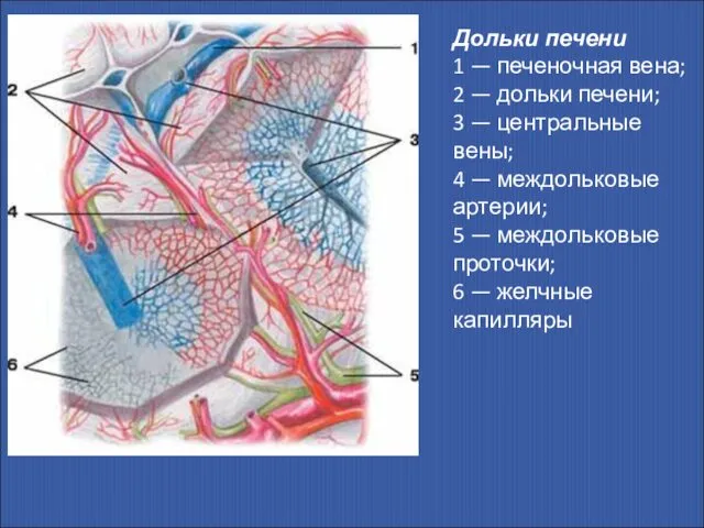 Дольки печени 1 — печеночная вена; 2 — дольки печени; 3