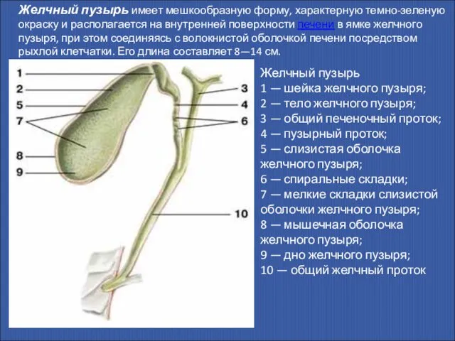 Желчный пузырь имеет мешкообразную форму, характерную темно-зеленую окраску и располагается на