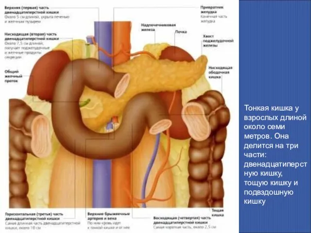 Тонкая кишка у взрослых длиной около семи метров. Она делится на
